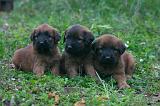 BRIARD 316